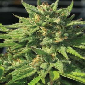 Bigfoot Glue > Humboldt seed Company